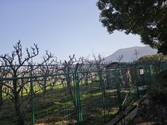 -树山生态村