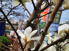 -证大大拇指广场(芳甸路店)