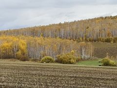 -莫尔道嘎国家森林公园