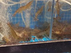 -蛙太牛牛肉海鲜自助火锅(台江万达店)