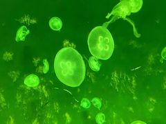 -上海海洋水族馆