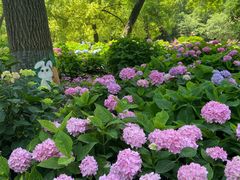 -上海共青森林公园