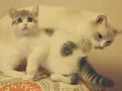 -Bastet sally猫舍购宠(静安店)