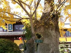 -圆通寺