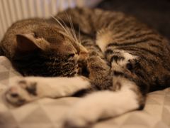 -海边的猫和咖啡馆