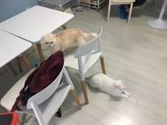 -喵的天空名猫咖啡馆·撸猫·猫舍·用品