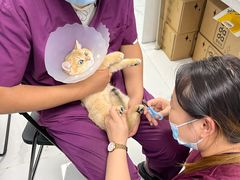 -纳吉亚猫专科动物诊疗中心(蒋宅口分院)