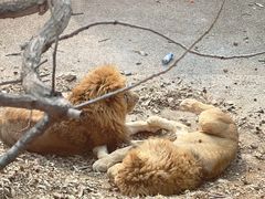 -大连森林动物园