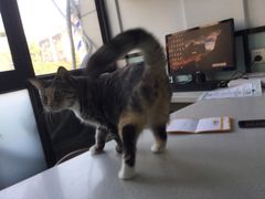 -嘉馨宠物医院·CT影像转诊·心脏科·犬猫全科诊疗中心(下沙大学城院区)