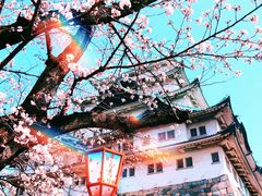 -名古屋城
