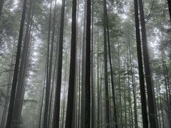 -武陵山森林公园