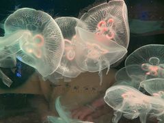 -欢乐海岸海洋奇梦馆