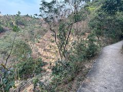 -石排湾郊野公园