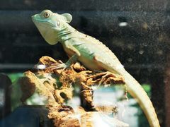 -酷以爬仙阁实体爬宠店·守宫·蜥蜴·专业繁育