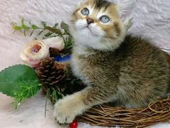 -十年猫舍·猫咪专门店(普陀店)