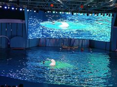 -海合安青岛极地海洋公园