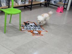 -佳雯宠物医院·皮肤科·内外科(春晓路分院)