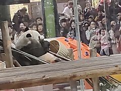 -栾川竹海野生动物园