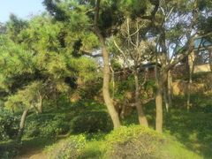-八大关景区