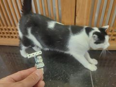 -龙华素斋(龙华路店)