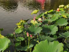 -莲花池公园