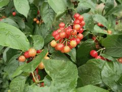 -樱桃山旅游景区