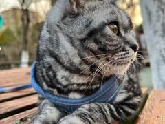 -东方名猫馆·英短金渐层布偶猫舍(环线广场1号楼店)