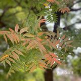 秋游世纪公园（10🈷️篇）