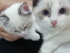 -喵的天空名猫咖啡馆·撸猫·猫舍·用品