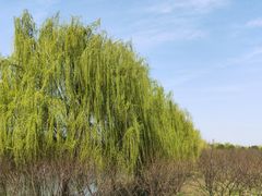 -南湖湿地公园