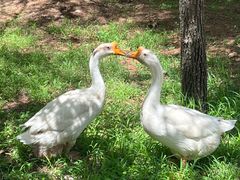 -白水寺森林公园