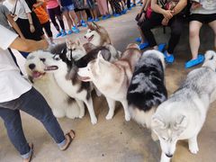 -TrueLove @ Neverland (Husky Cafe)