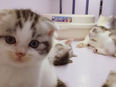 -喵的天空名猫咖啡馆·撸猫·猫舍·用品