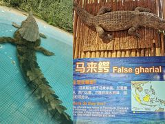 -广州长隆飞鸟乐园