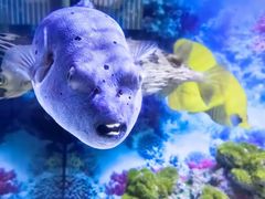 -芜湖新华联大白鲸海洋公园