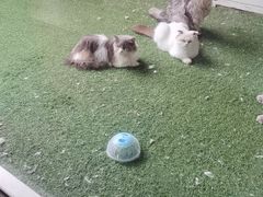 -楼上猫咖(罗湖店)