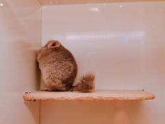 -龙猫仔乐园(惠福东路店)