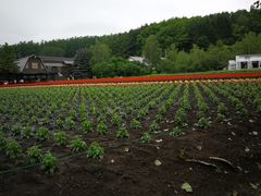 -富田农场