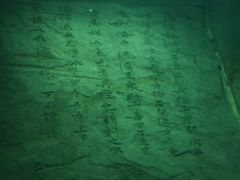 -白鹤梁水下博物馆