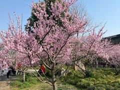 -上海海湾国家森林公园