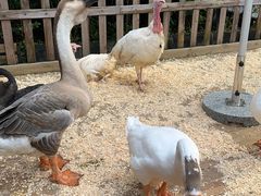 -广州长隆国际大马戏