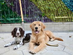 -帕帕拉兹宠物(亚洲旗舰店)