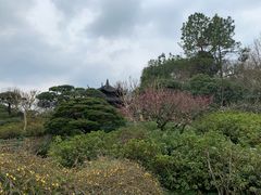 -西湖外事游船(花港观鱼码头)