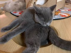 -猫和宫(六道口店)