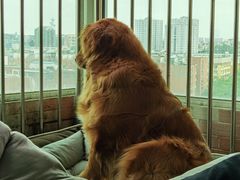 -北京恒爱动物医院(清景园分院)