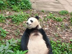 -中国大熊猫保护研究中心雅安碧峰峡基地