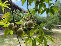 -寿山福海养老服务中心(石景山院)