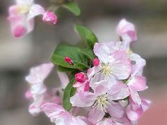 -海棠花溪(元大都城垣遗址公园)