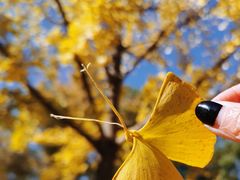 -大兴滨河森林公园