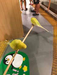 -七巧国萌宠乐园(龙湖天街店)